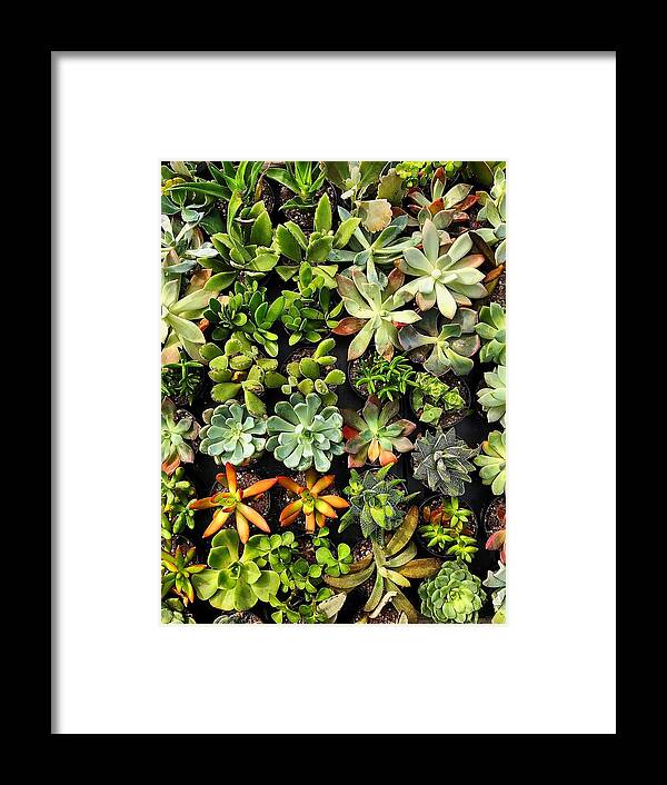  Framed Print featuring the photograph Succulent by Stephen Dorton