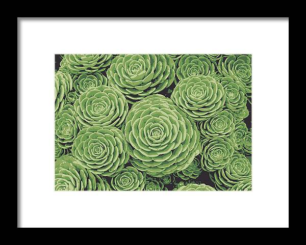 Succulents Framed Print featuring the digital art Succulents by Eclectic at Heart