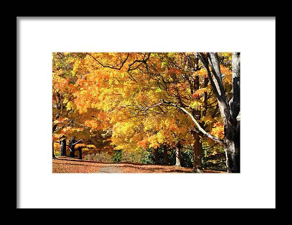 Color Framed Print featuring the photograph Sugar Maples 2 by Alan Hausenflock