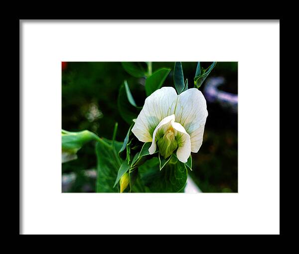 Vegetable Framed Print featuring the photograph Sugar snap pea blossom by Jean Evans