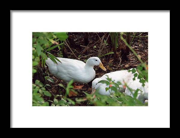 Office Framed Print featuring the photograph Sugden Regional Park - Rare Flightless White Pekin Duck in the Wild by Ronald Reid