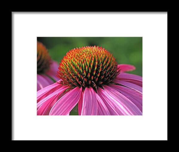 Summer Framed Print featuring the photograph Summer Beauty by Lens Art Photography By Larry Trager
