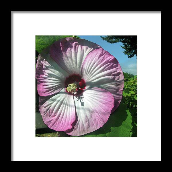 Pink Flower Framed Print featuring the photograph Summer Garden Flower 4 AUG 2020 by Jaeda DeWalt