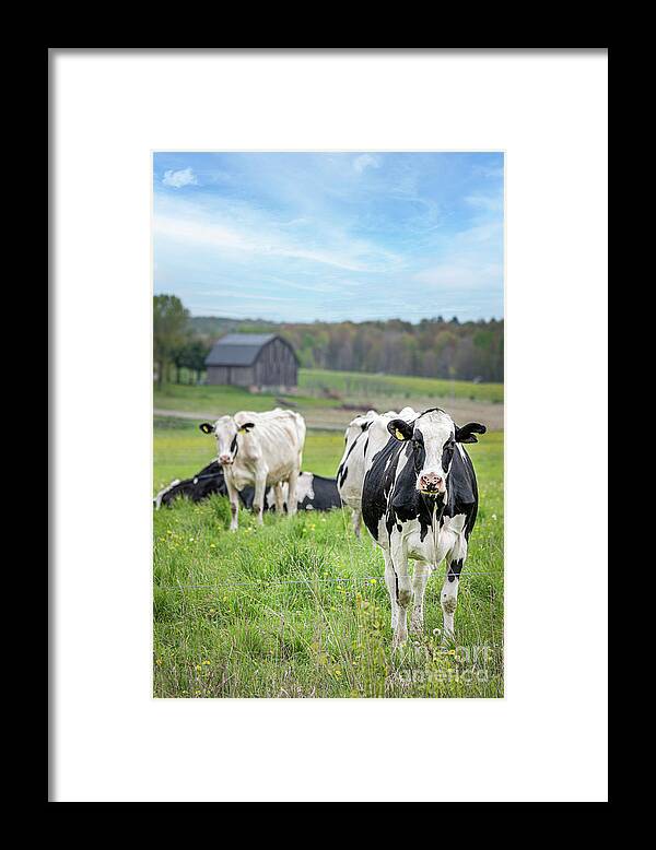 Cows Framed Print featuring the photograph Summer Graze by Amfmgirl Photography