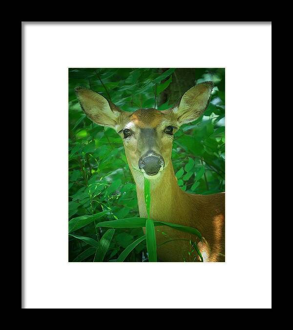 Deer Framed Print featuring the photograph Summer Lady by DArcy Evans
