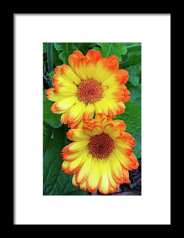 Gerbera Framed Print featuring the photograph Summer Sun by Gina Fitzhugh