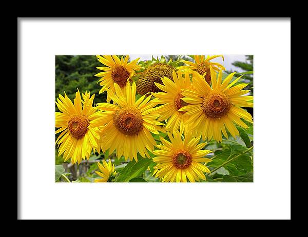 Helianthus Framed Print featuring the photograph Summer Sunflowers by Lynn Hunt