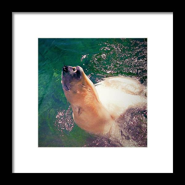 - Summer Swim - Polar Bear Framed Print featuring the photograph - Summer Swim - Polar Bear by THERESA Nye