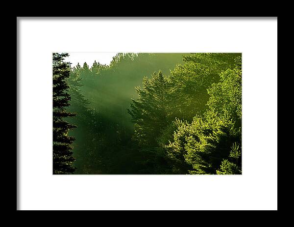 Sunbeams Framed Print featuring the photograph Sun Beams Through the Forest Trees by Sandra J's