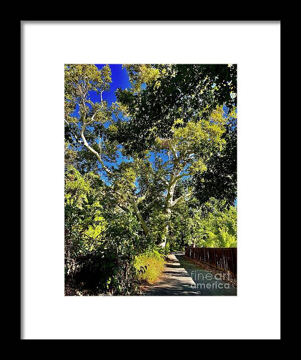 Sycamore Framed Print featuring the photograph Sun Filled Path, Bidwell Park Chico by Suzanne Lorenz