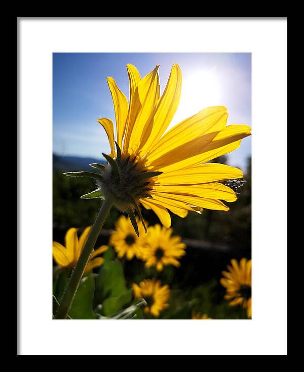 Balsam Root Framed Print featuring the photograph Sun Gazing by Linda McRae