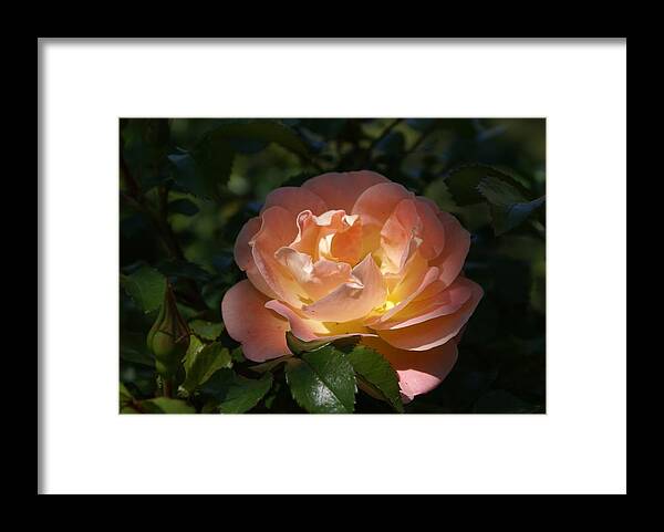  Framed Print featuring the photograph Sun-kissed Rose by Heather E Harman