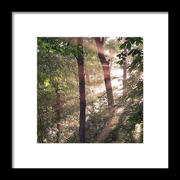 Trees Framed Print featuring the digital art Sun Rays in Virginia by Nancy Olivia Hoffmann