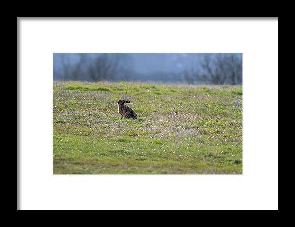 Brown Hare Framed Print featuring the photograph Sun Salutation by Mark Hunter