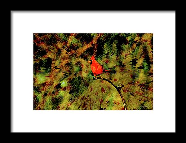 Cardinal Framed Print featuring the photograph Sun Shines on the Cardinal by Diane Lindon Coy