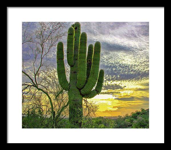  Framed Print featuring the photograph Magnificent Saguaro 48x40 by Randy Jackson