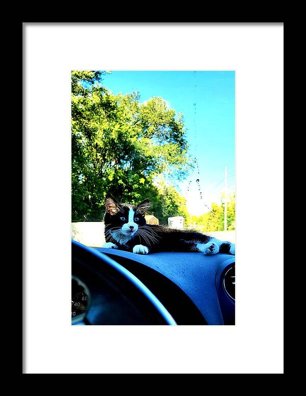 Sun Framed Print featuring the photograph Sunbathing on the dash by Shalane Poole