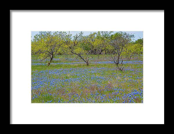 Bluebonnet Flowers Carpet The Countryside Landscape Of Tall Grass And Trees On A Sunny Spring Day In The Texas Hill Country. Framed Print featuring the photograph Sunday Drive by Terry Walsh