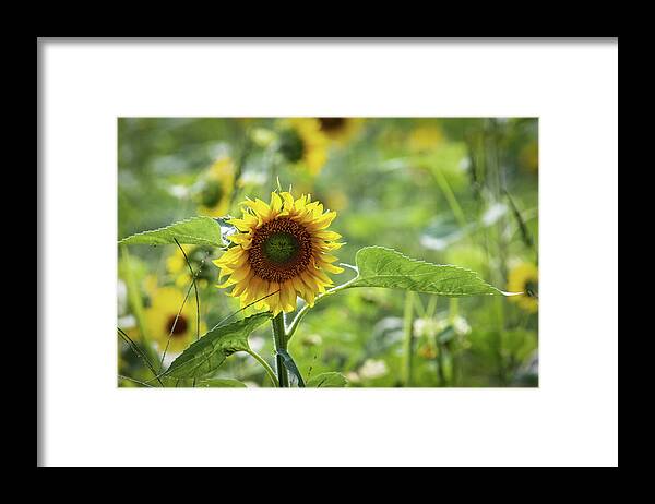 Farm Framed Print featuring the photograph Sunflower 1 by Randy Bayne