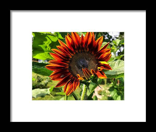  Framed Print featuring the photograph Sunflower 1 by Stephen Dorton