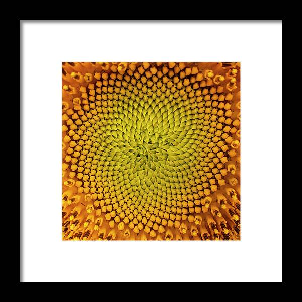 Pattern Framed Print featuring the photograph Sunflower Abstract by Karen Rispin