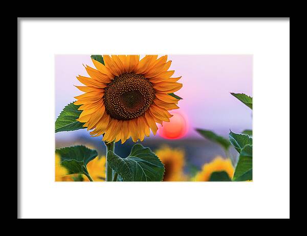 Bulgaria Framed Print featuring the photograph Sunflower by Evgeni Dinev