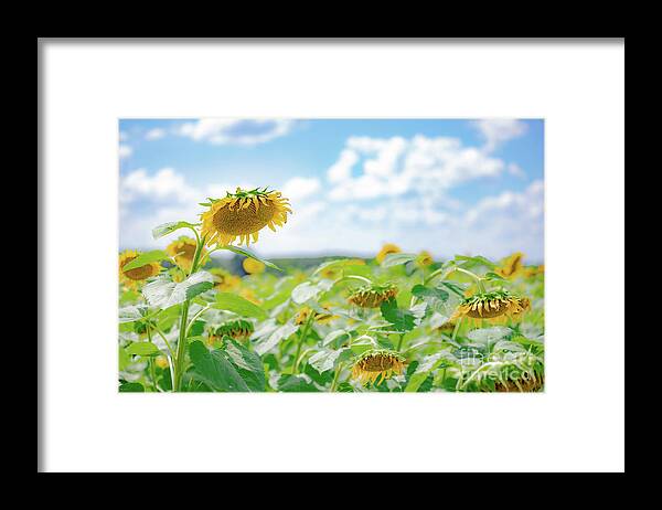 Sunflowers Framed Print featuring the photograph Sunflower Field of Dreams by JCV Freelance Photography LLC