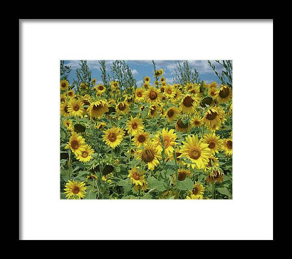 Sunflower Framed Print featuring the photograph Sunflower Fields by Scott Olsen
