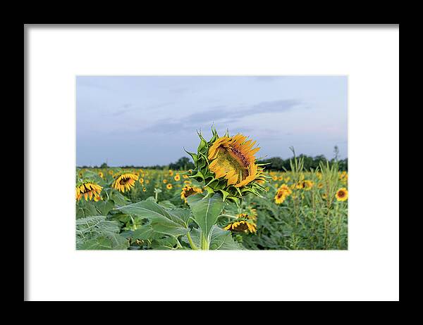Sunflower Framed Print featuring the photograph Sunflower King by John Kirkland