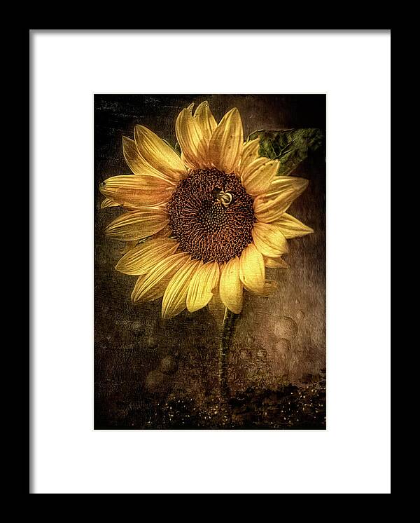 Sunflower Framed Print featuring the digital art Sunflower by Maggy Pease
