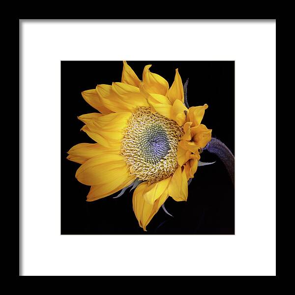 Botanical Framed Print featuring the photograph Sunflower Square by Julie Powell
