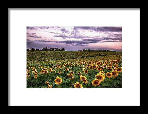 Sunflowers Framed Print featuring the photograph Sunflower Sunrise by Tricia Louque
