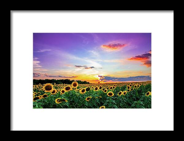 Sunflower Framed Print featuring the photograph Sunflower Sunset II by KC Hulsman
