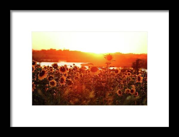 Summer Framed Print featuring the photograph Sunflower Sunset by Lens Art Photography By Larry Trager