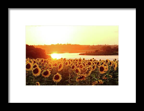 Summer Framed Print featuring the photograph Sunflowers At Sunset by Lens Art Photography By Larry Trager