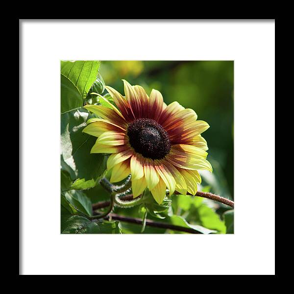 Sunflower Framed Print featuring the photograph Sunflower_7156 by Rocco Leone