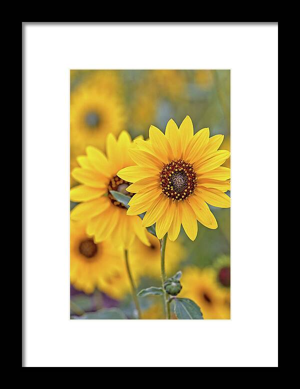 Sunflowers Framed Print featuring the photograph Sunflowers by Bob Falcone