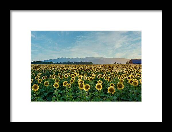 Sunflowers Forever Framed Print featuring the photograph Sunflowers Forever by Lynn Hopwood