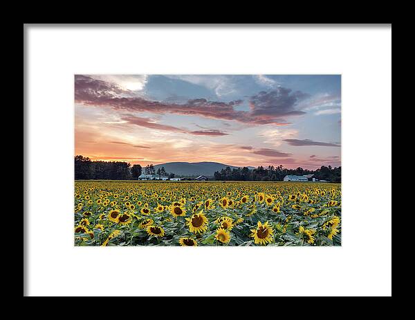 #sunflowers#summer#sunset#fryeburg#maine#farms#landscape#clouds# Framed Print featuring the photograph Sunflowers of Summer by Darylann Leonard Photography