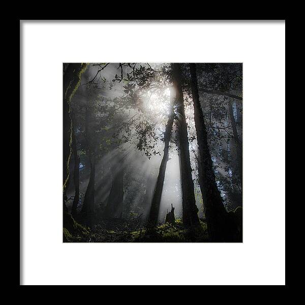 Sunlight Framed Print featuring the photograph Sunlight in the forest by Donald Kinney