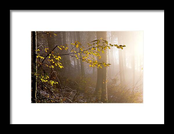 Forest Framed Print featuring the photograph Sunlight meets the forest by Wolfgang Stocker