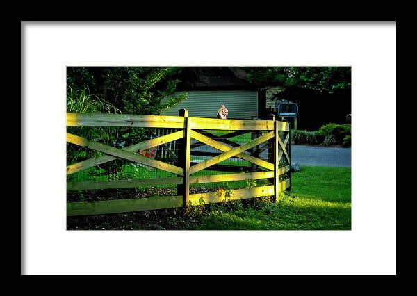 2d Framed Print featuring the photograph Sunlit Fence And Squirrel by Brian Wallace