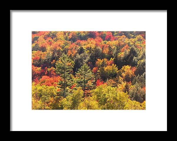Fall Framed Print featuring the photograph Sunlit by Keiko Richter