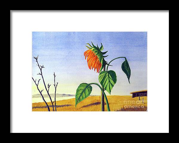 Sunflower Framed Print featuring the painting Sunlit Sunflower by Rohvannyn Shaw