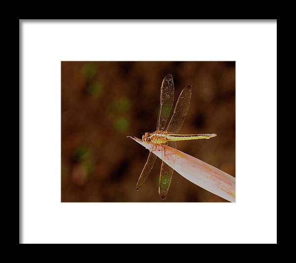 Dragonfly Framed Print featuring the photograph Sunning Dragon by Bill Barber