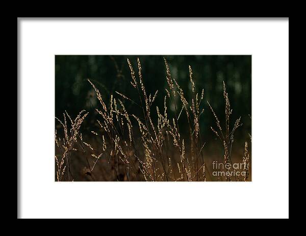 Nature Framed Print featuring the photograph Sunny Backlit Grasses by Stephen Melia