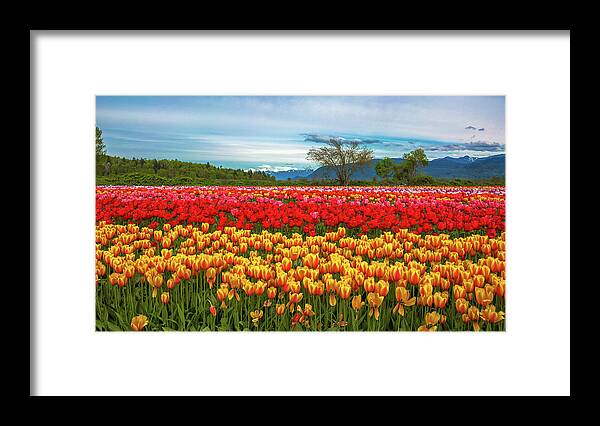 Alex Lyubar Framed Print featuring the photograph Sunny colorful tulip fields by Alex Lyubar