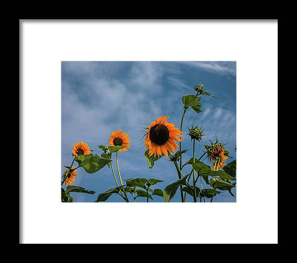 Illinois State University Horticultural Center Framed Print featuring the photograph Sunny Day by Ray Silva