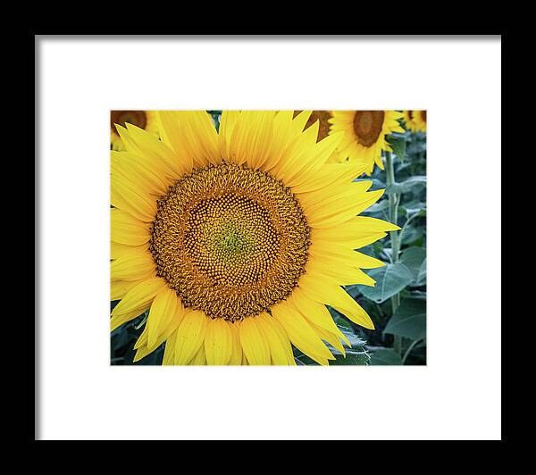 2022 Framed Print featuring the photograph Sunny Face by Gerri Bigler