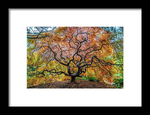 Maple Framed Print featuring the photograph Sunny Japanese Maple by Jerry Cahill